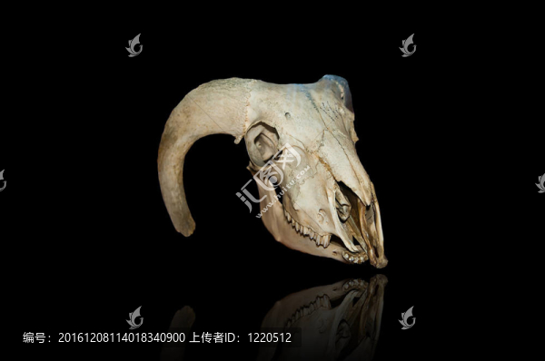 野牛頭骨
