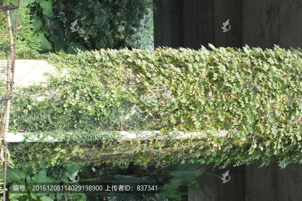 爬山虎