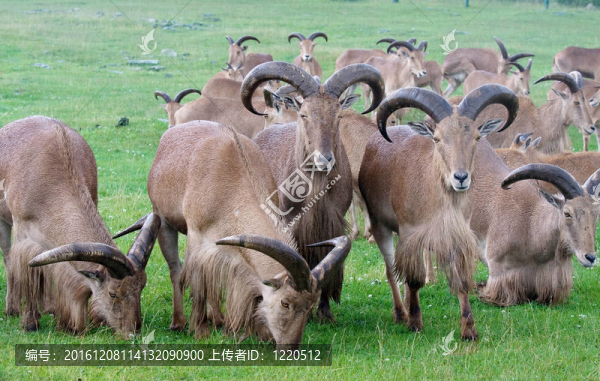 群外野山羊