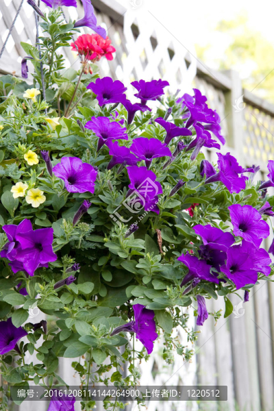 掛籃花