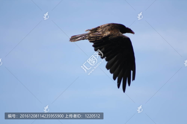 土耳其禿鷲在飛行
