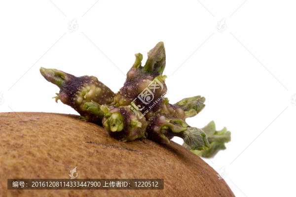 馬鈴薯發(fā)芽
