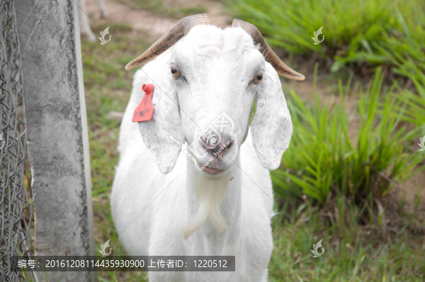 白山羊