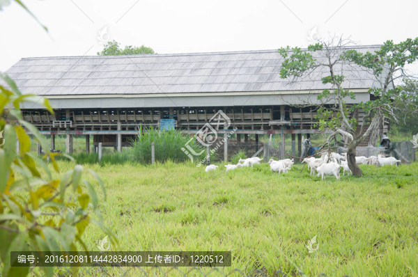 山羊養(yǎng)殖場(chǎng)