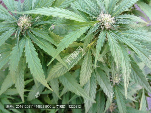 萌芽醫(yī)用大麻植物