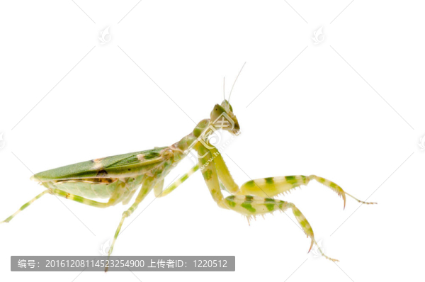 花螳螂