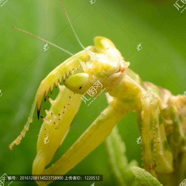 花螳螂