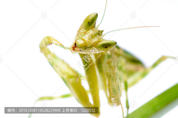 花螳螂