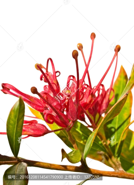 銀樺輝煌澳大利亞花分離