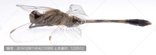 白蜻蜓