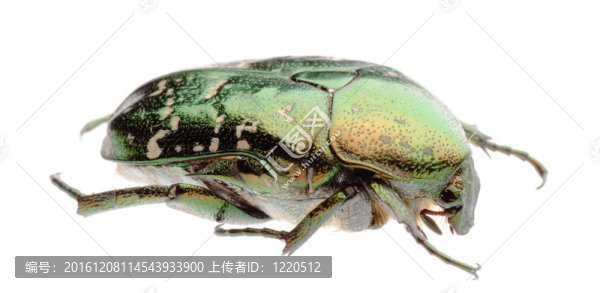 花甲蟲
