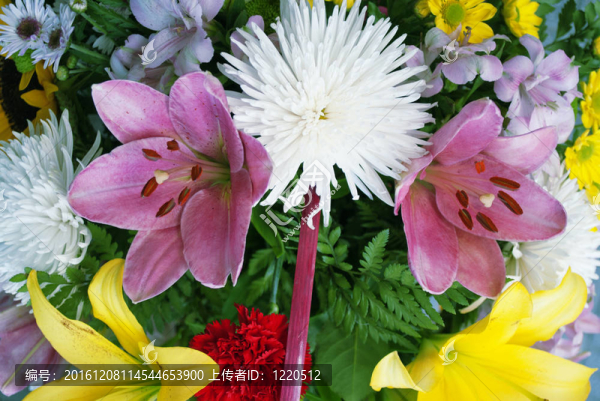 粉紅色的芙蓉花和水母