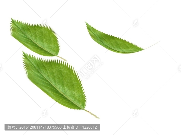 綠色背景下的新鮮綠葉