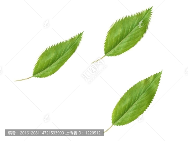 綠色背景下的新鮮綠葉