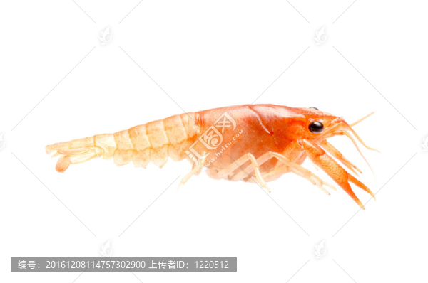 小龍蝦分離