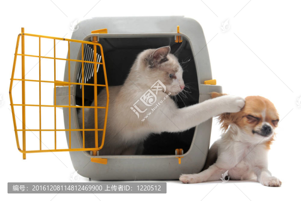 小貓在寵物船和奇瓦瓦