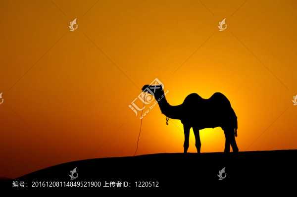沙漠景觀