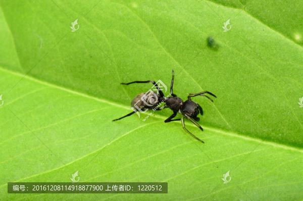 螞蟻模仿蜘蛛