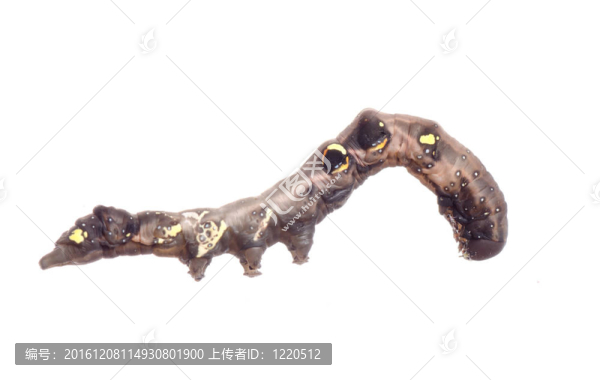 蝶蛾卡特彼勒