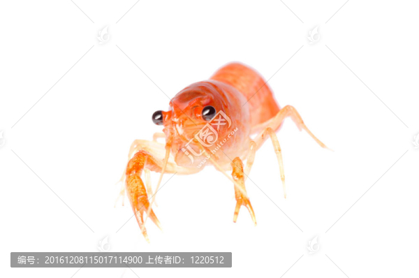 小龍蝦