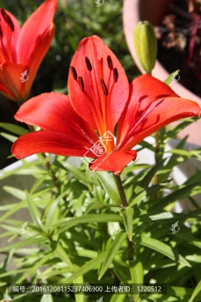 Daylily（紅）