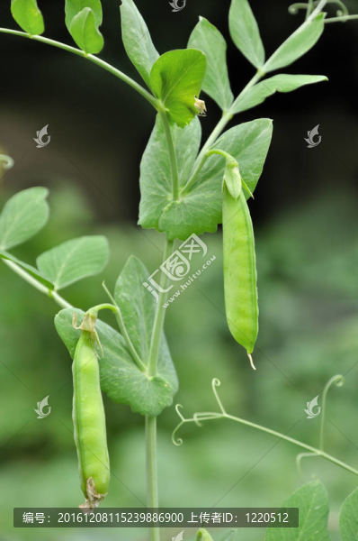 綠色的豌豆莢