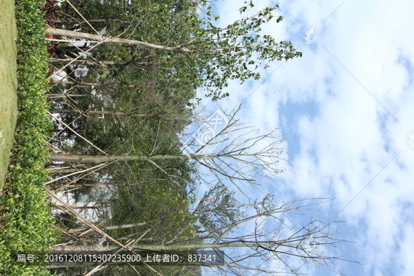 城市綠化