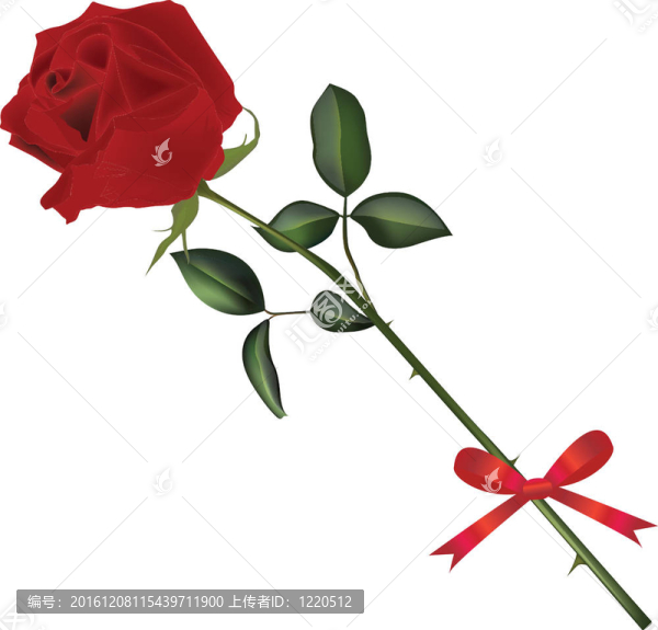 玫瑰干