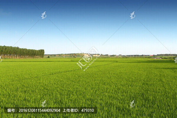 水稻,水稻田,稻田,稻子,田野