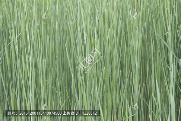 草地背景