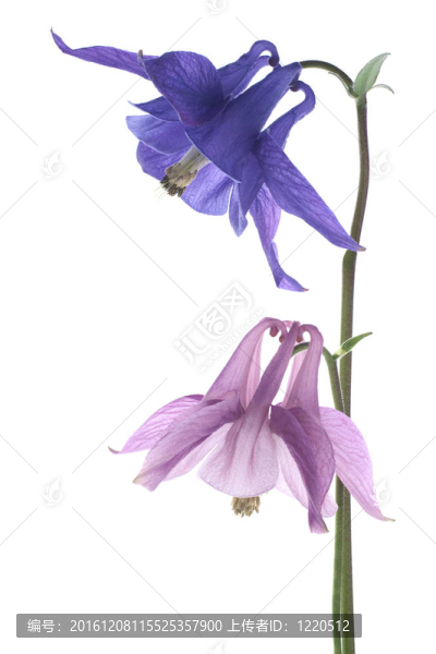 鴿的