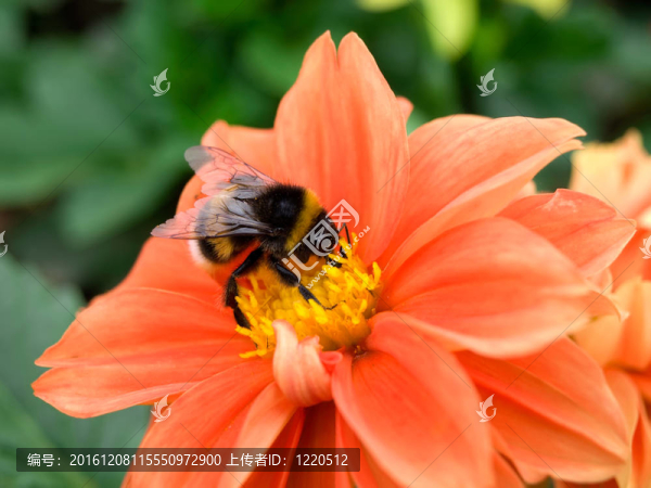 對(duì)紅花大黃蜂。