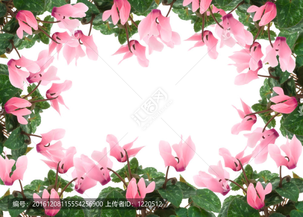 仙客來的花框