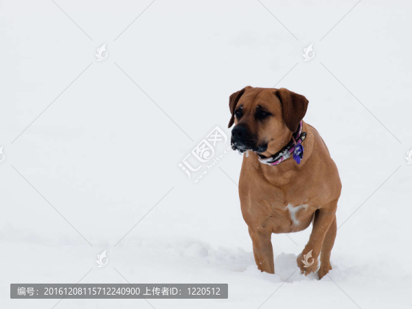 狗在雪地里玩耍