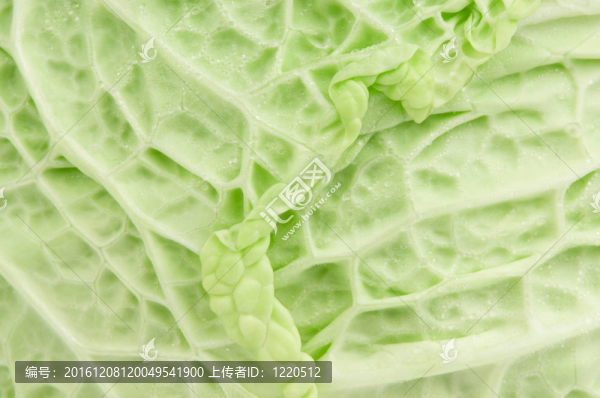 皺葉甘藍(lán)紋理