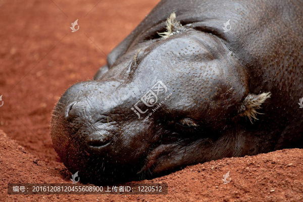 河馬侏儒；Hexaprotodon,liberiensis
