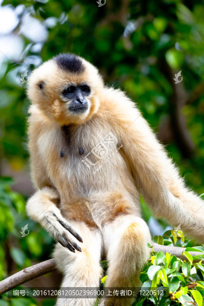 金色的臉頰，Gibbon；Nomascus,gabriellae