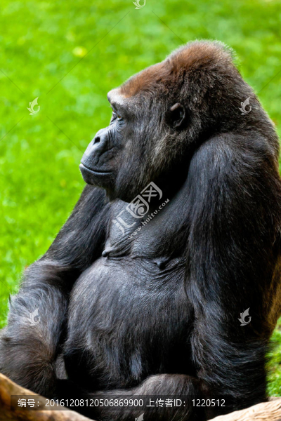 海岸大猩猩；Gorilla,gorilla