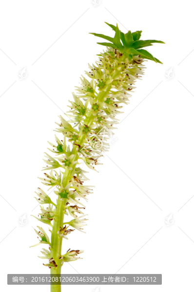 eucomis花卉