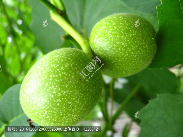 不成熟的堅果
