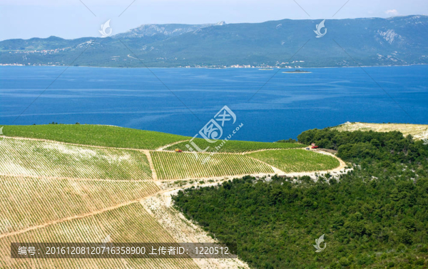 克羅地亞海濱葡萄園