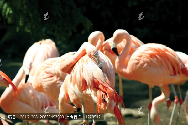 火烈鳥(niǎo)