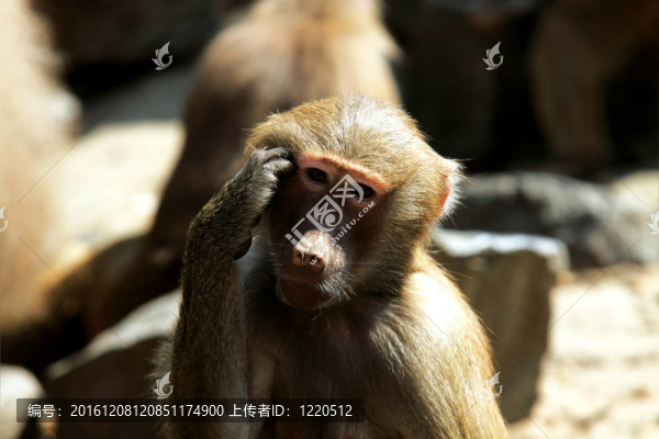 決策