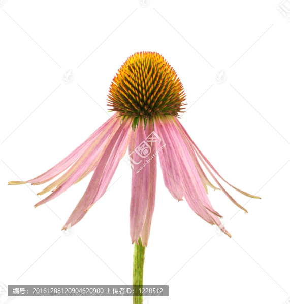 紫錐菊