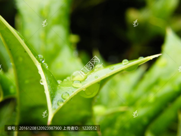 雨后