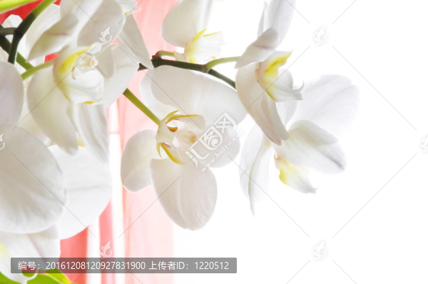 白蘭花