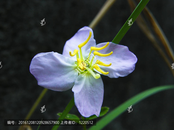 山上的花