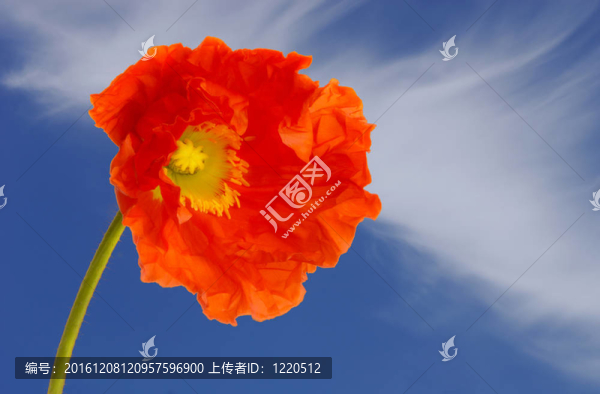 罌粟花