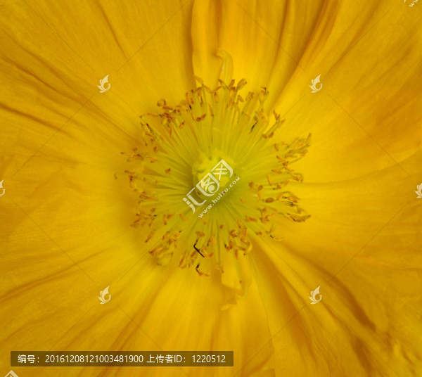 罌粟花
