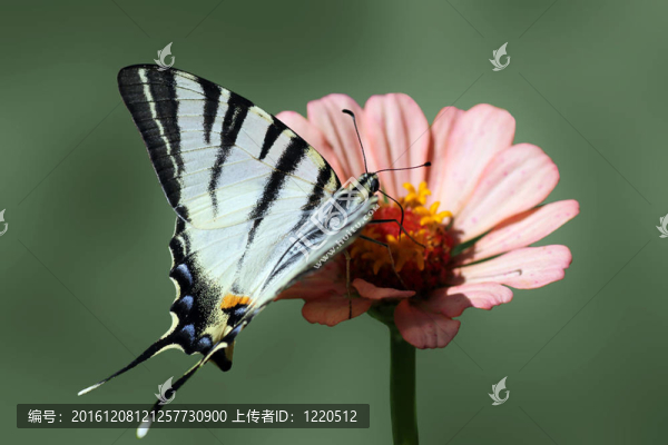 美妙的蝴蝶